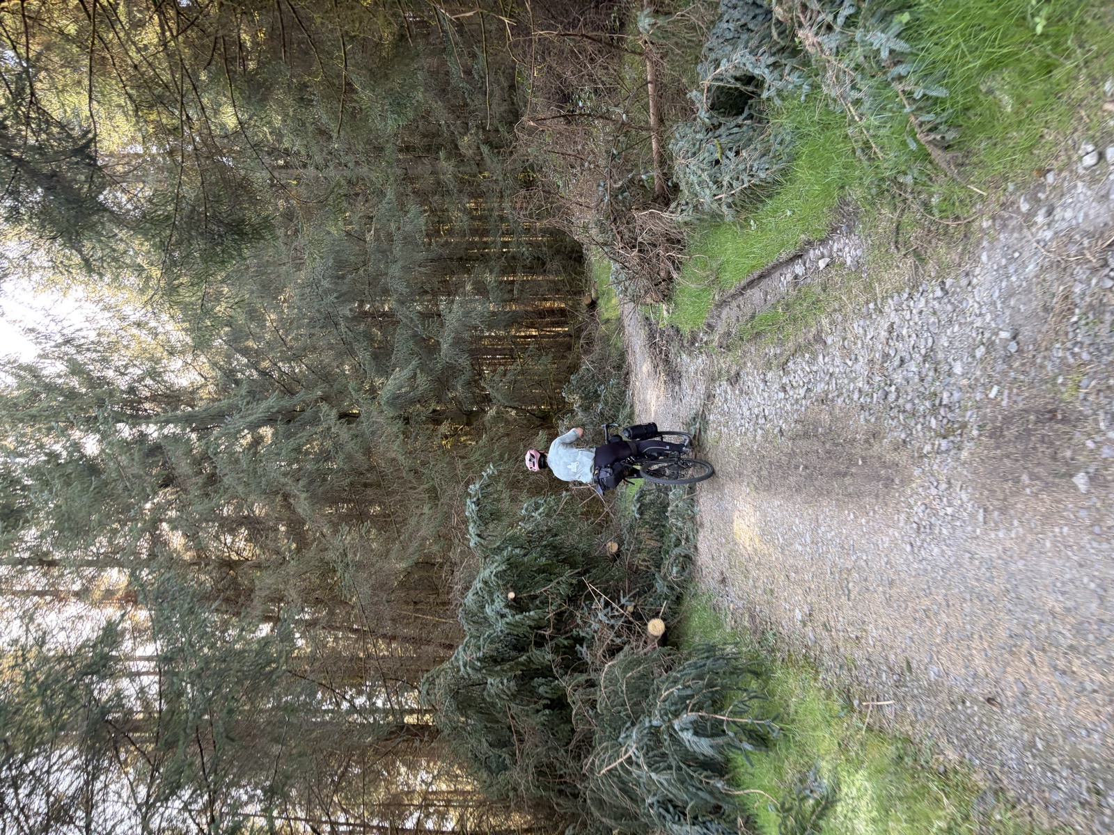 Forest path