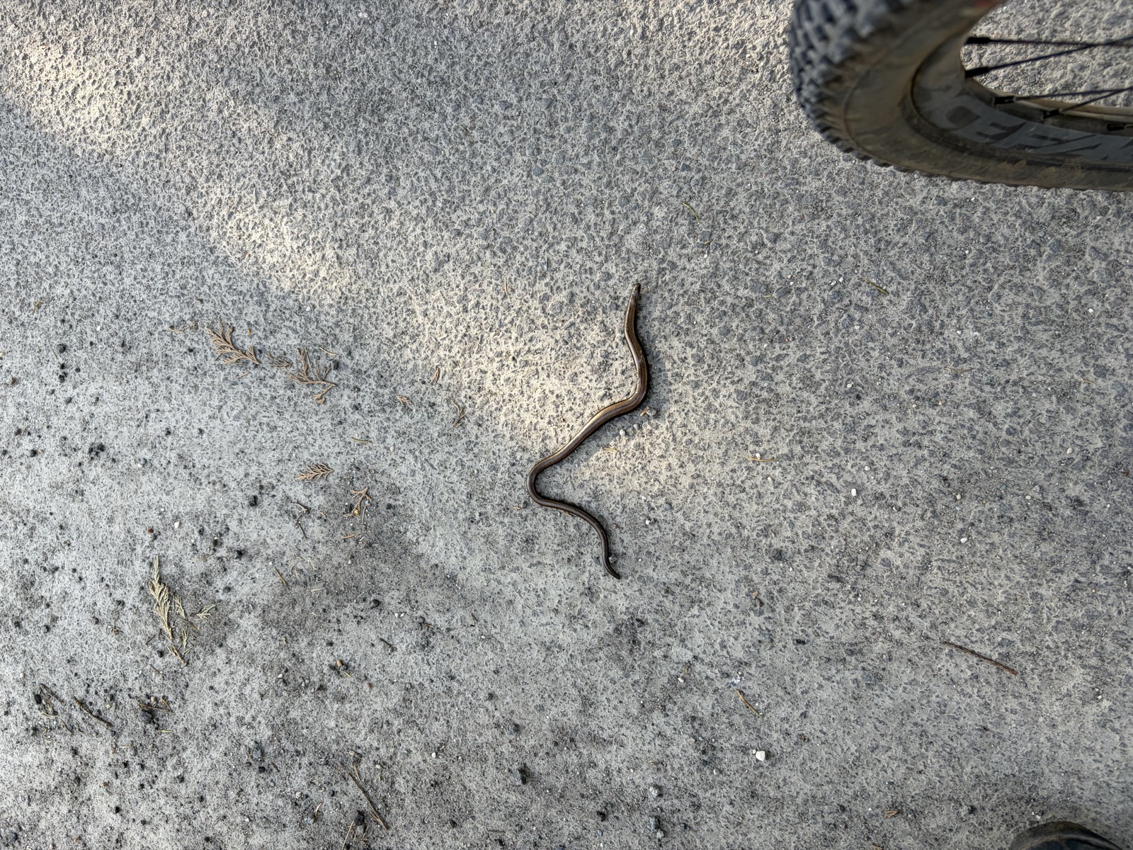 Snake on the path